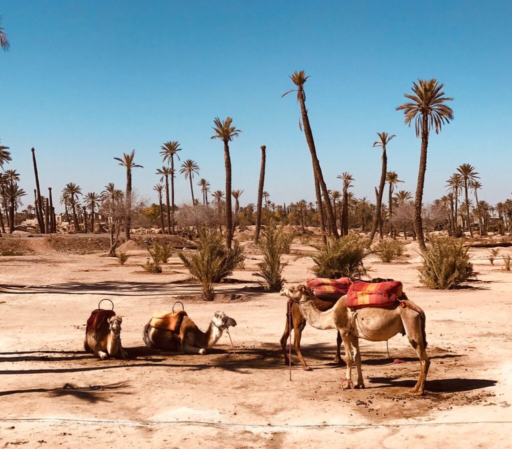 Saddled camels resting in a sunlit Marrakech desert with palm trees.