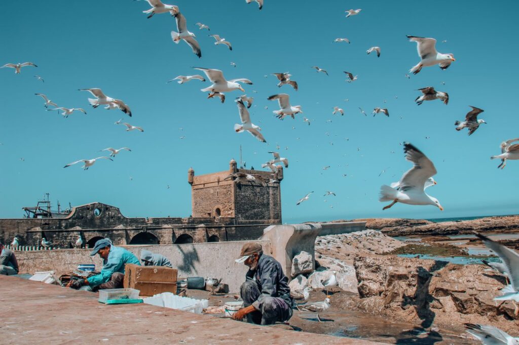 Vibrant scene of seagulls flying above Essaouira harbor with fishermen working along the coast in Morocco.